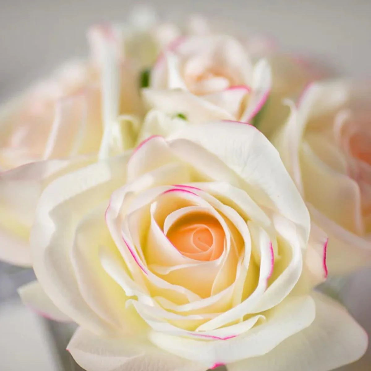 COTE NOIRE 5 ROSE PROFUMATE - TRASPARENTE - ROSA FARD - Image 3