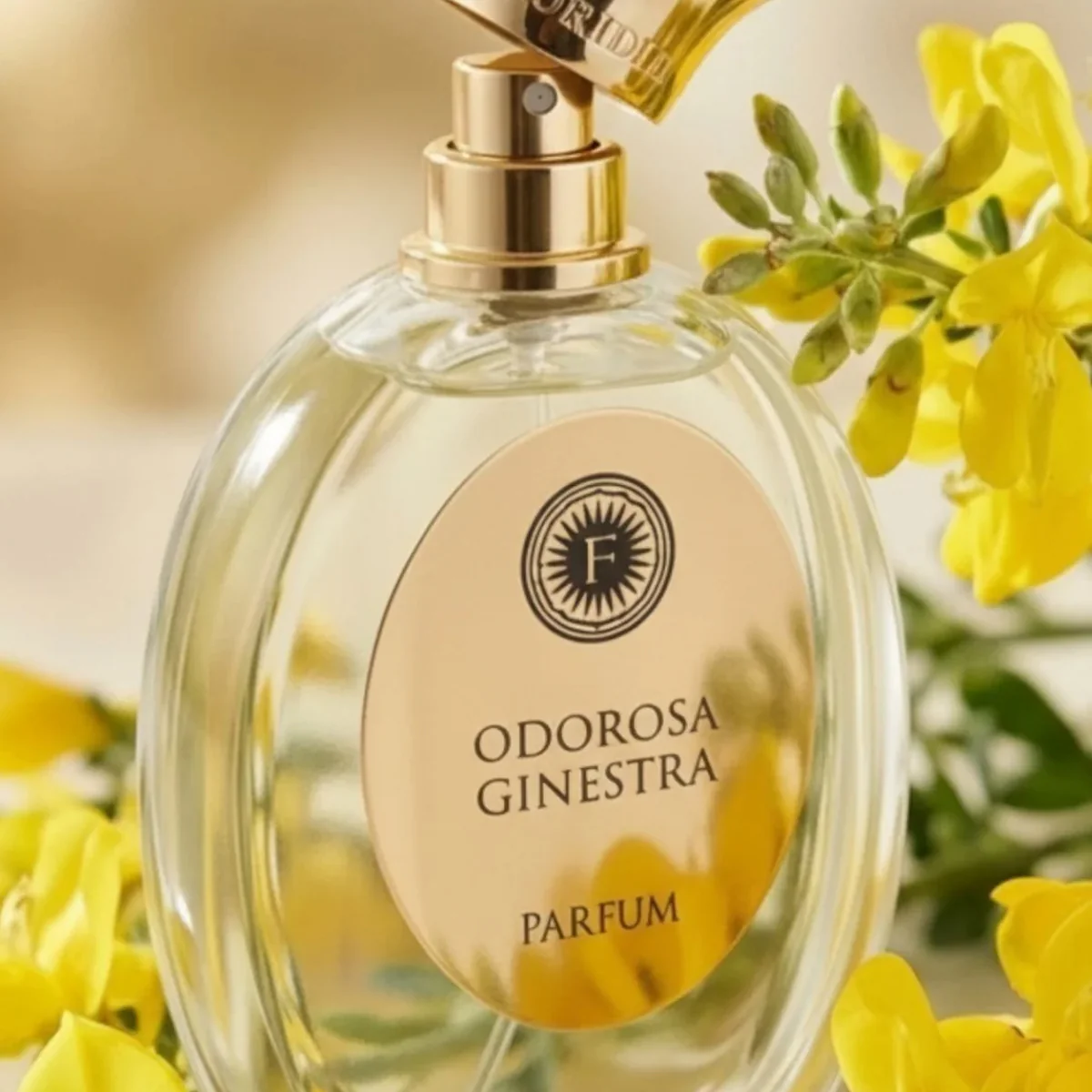 FLORIDIA Odorosa Ginestra - Image 3