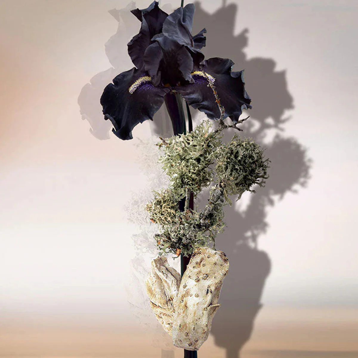 KEIKO MECHERI IRIS D'ARGENT - Image 2