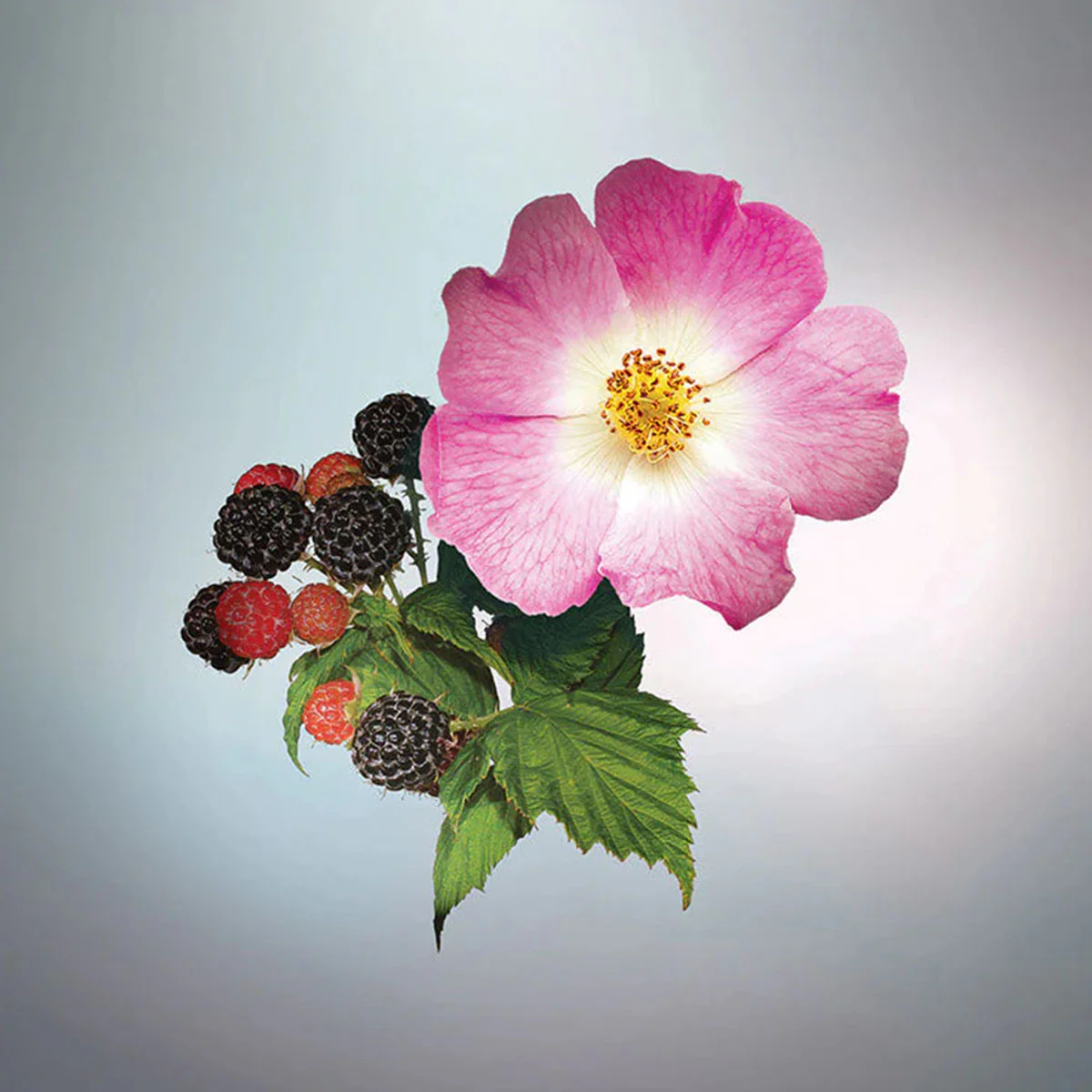 KEIKO MECHERI WILD BERRIES - Image 2
