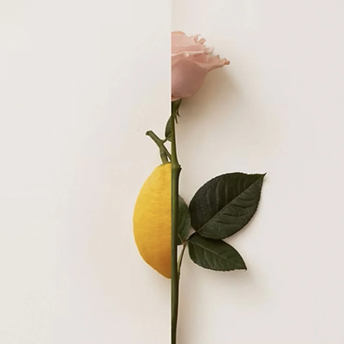NEW NOTES ROSA LIMONE - Image 2